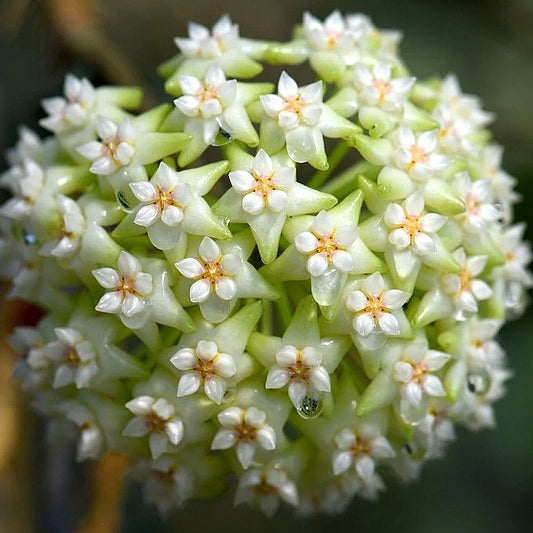 Fleur Hoya parasitica green flowers hoyaparadis.com Guadeloupe 