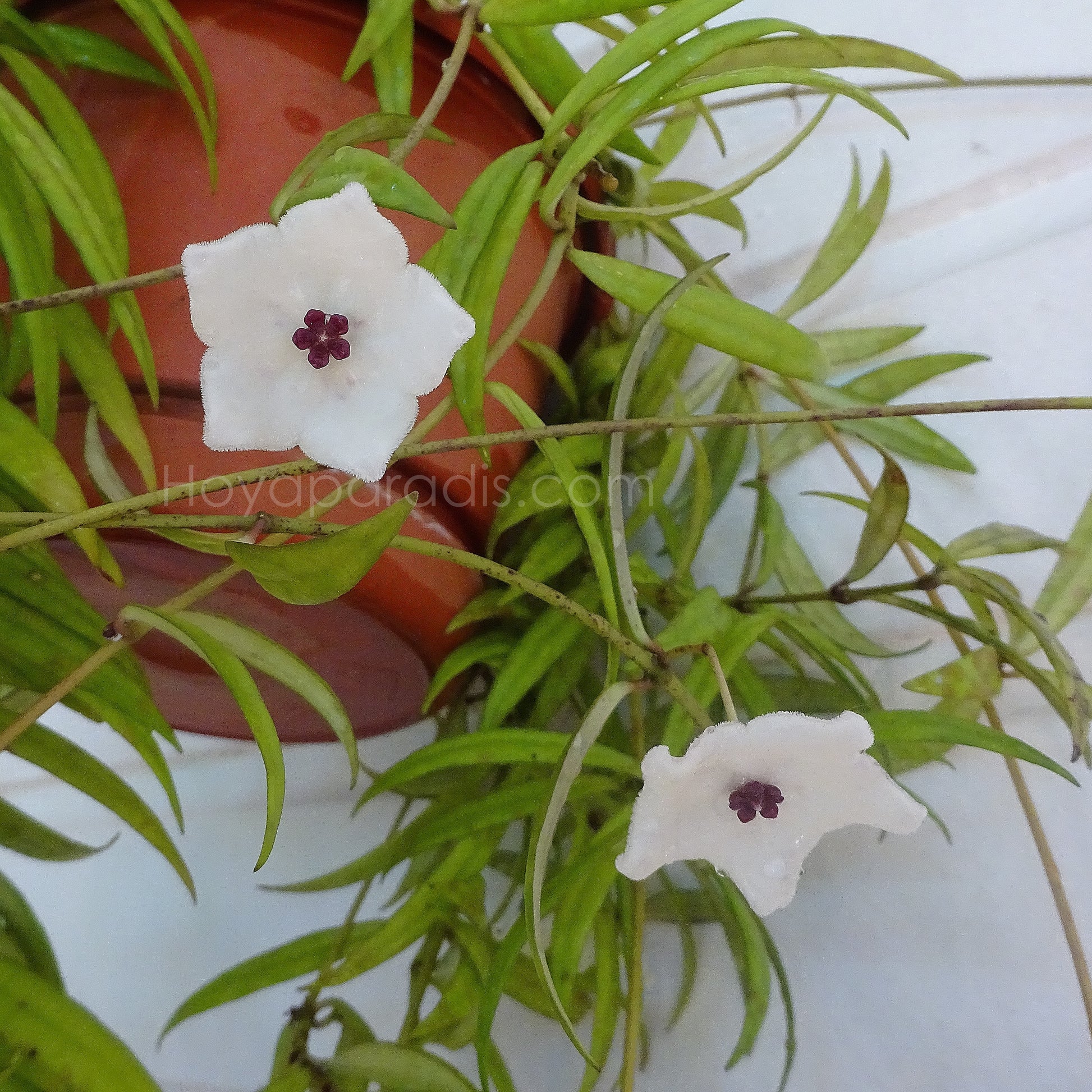 Fleur Hoya pauciflora Hoyaparadis.com Guadeloupe