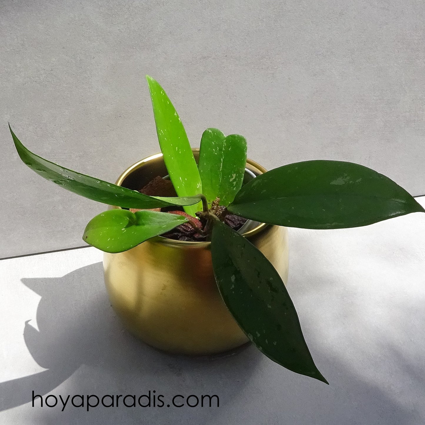 Bouture Hoya pubicalyx Silver Pink hoyaparadis.com Guadeloupe