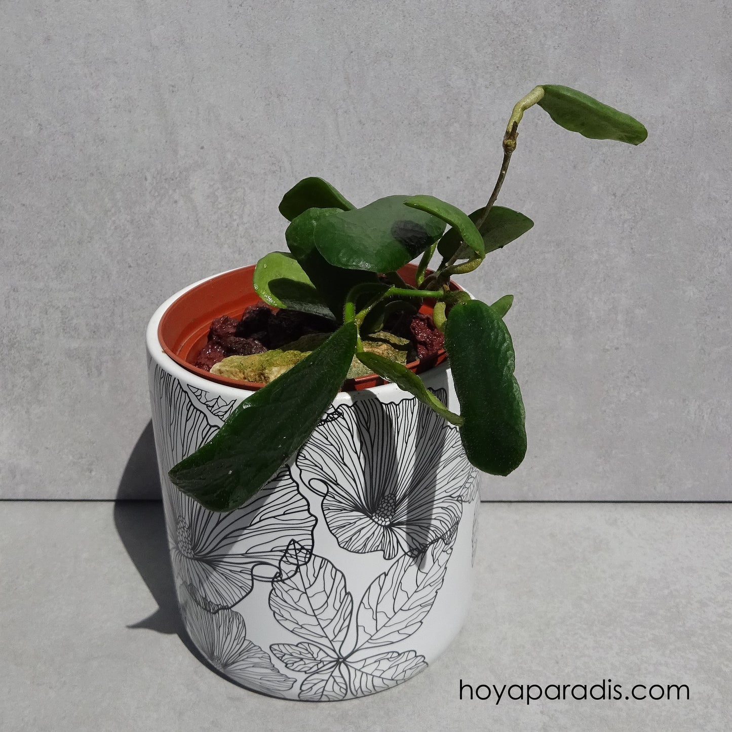 Bouture de Hoya rotundiflora – Hoya Paradis en Guadeloupe