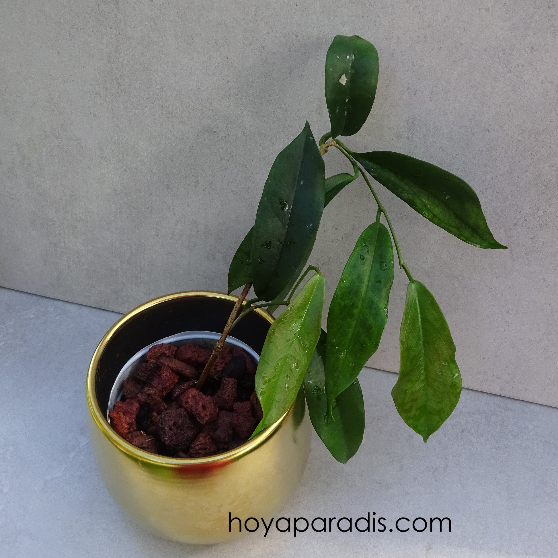 Bouture Hoya rare subcalva ou IML 404 – Hoya Paradis en Guadeloupe