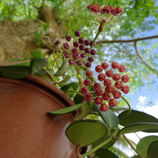 Fleur Hoya burtoniae, plante tropicale rare cultivée par Hoya Paradis en Guadeloupe