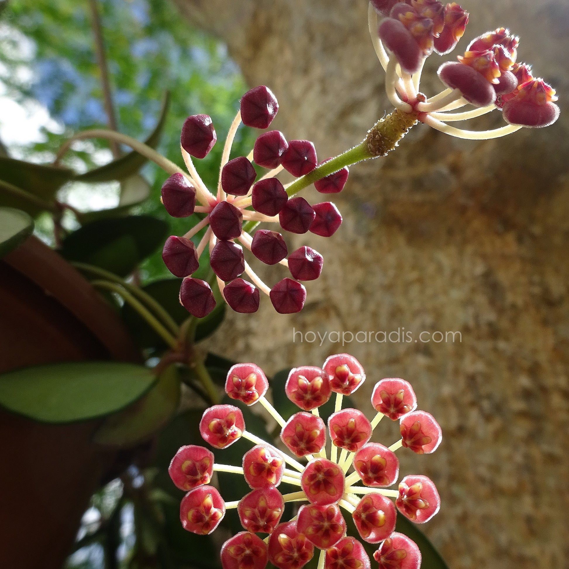 Fleur du Hoya burtoniae, plante tropicale rare cultivée par Hoya Paradis en Guadeloupe