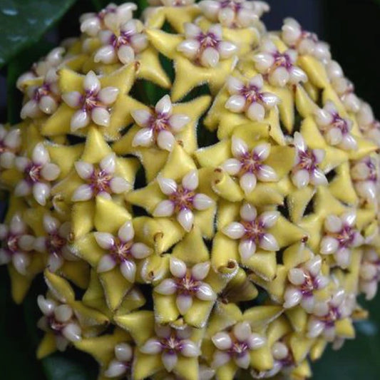 Fleur Hoya coriacea hoyaparadis.com Guadeloupe
