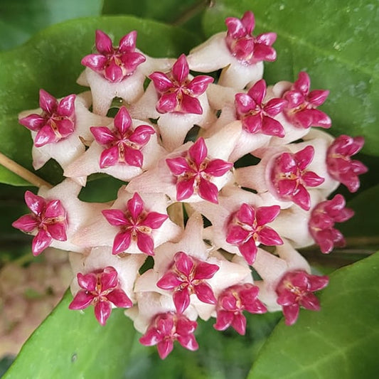 Fleur Hoya cv Patricia hoyaparadis.com Guadeloupe