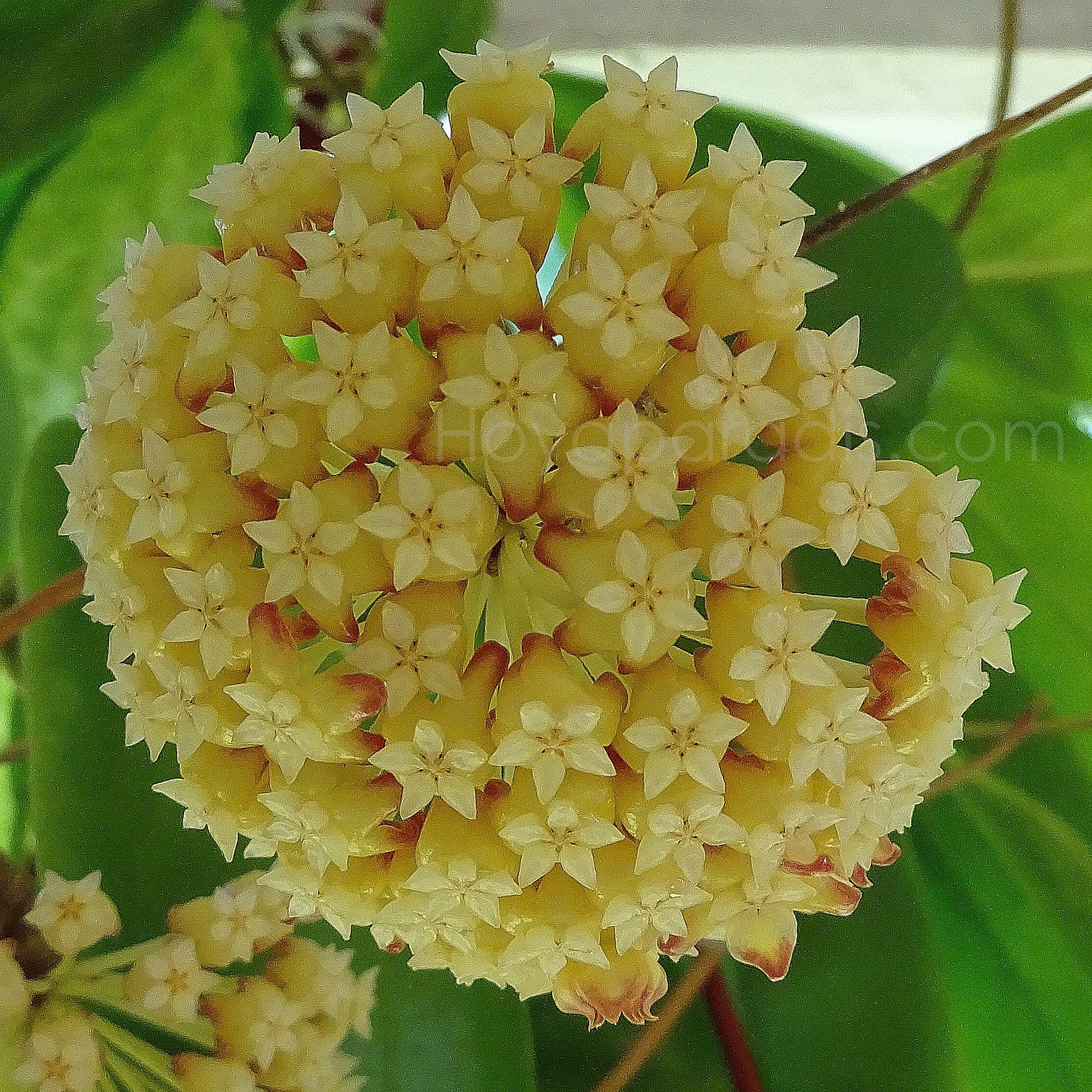 Fleur Hoya incrassata variegata Hoyaparadis.com Guadeloupe