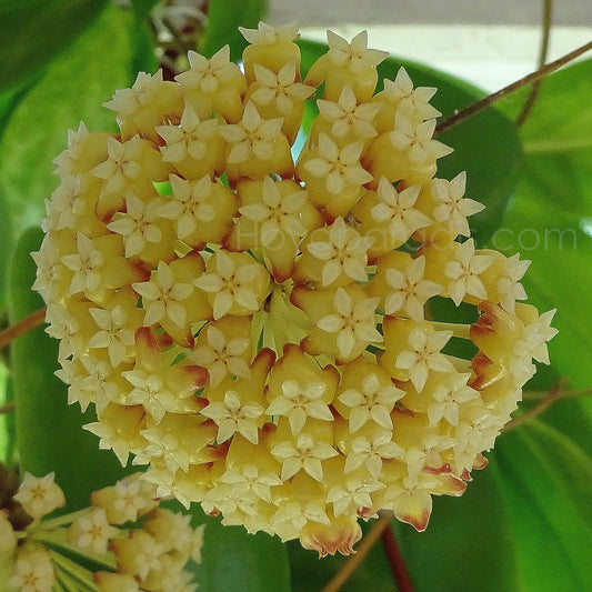 Fleur Hoya incrassata variegata Hoyaparadis.com Guadeloupe