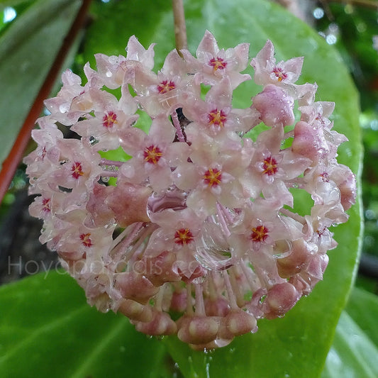 Fleur Hoya latifolia big leaves (rare) Hoyaparadis.com Guadeloupe