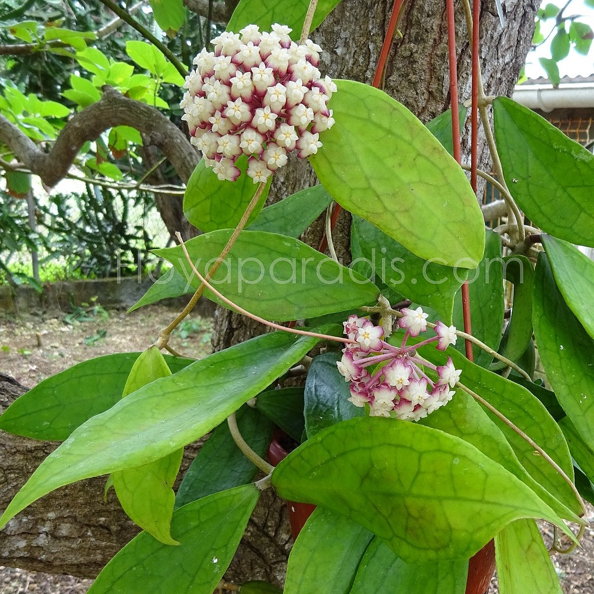 Fleur Hoya cv Jennifer Hoyaparadis.com Guadeloupe