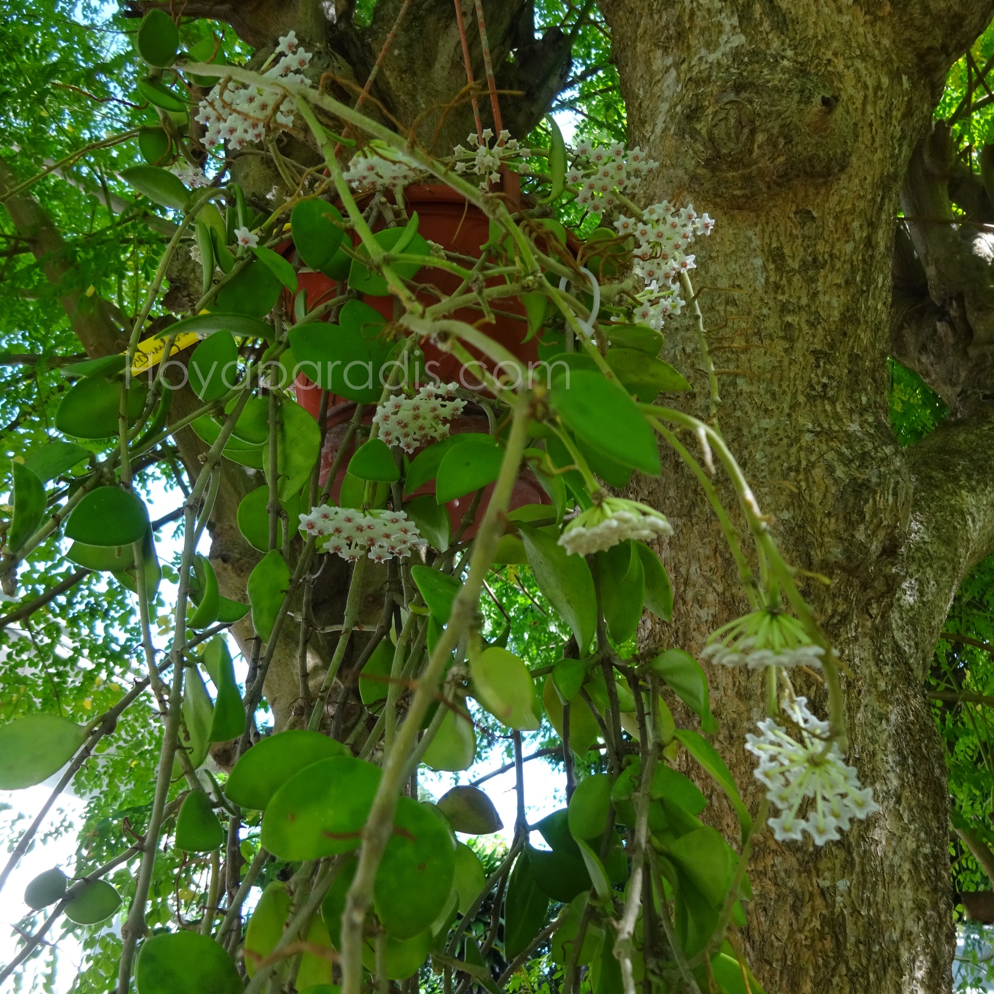 Plante Hoya nummularioides pink corona Hoyaparadis.com Guadeloupe