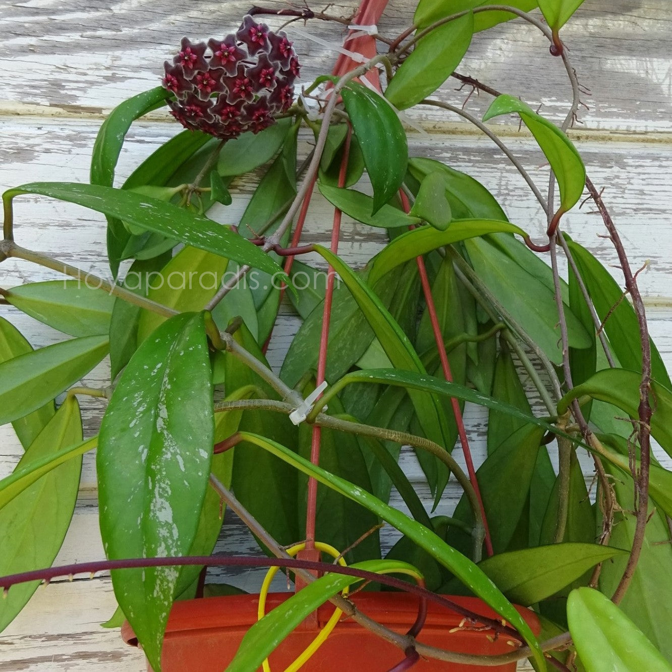 Plante Hoya pubicalyx Red Buttons Hoyaparadis.com Guadeloupe