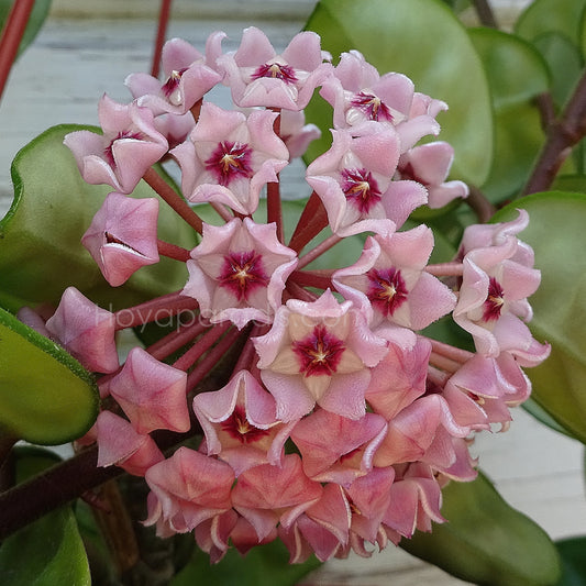 Fleur hoya carnosa krinkle 8 Hoyaparadis.com Guadeloupe