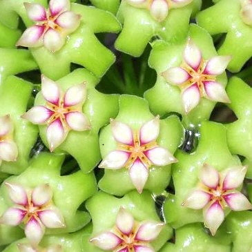 Fleur Hoya sp UT 033 hoyaparadis.com Guadeloupe