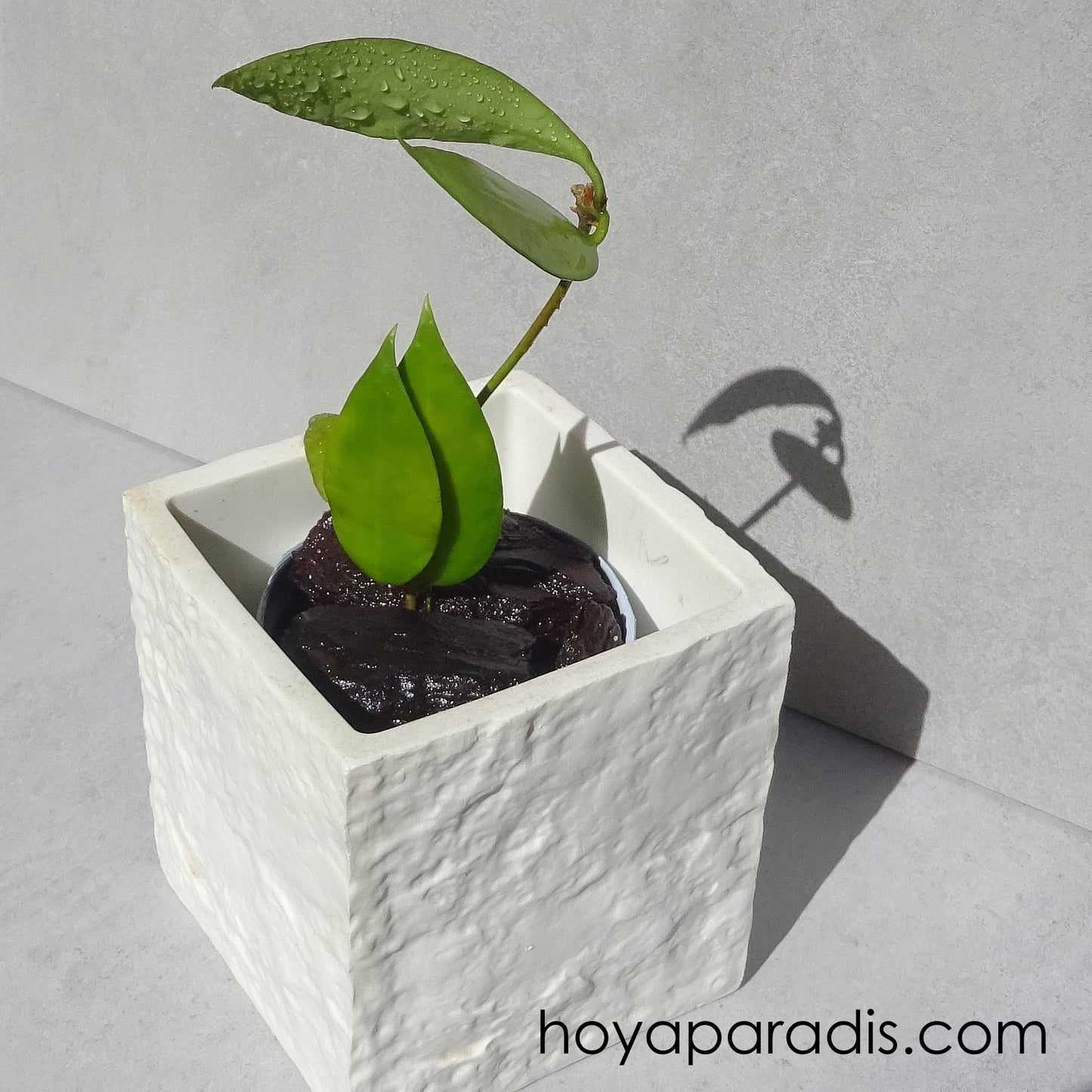 bouture Hoya sp Ambon hoyaparadis.com Guadeloupe