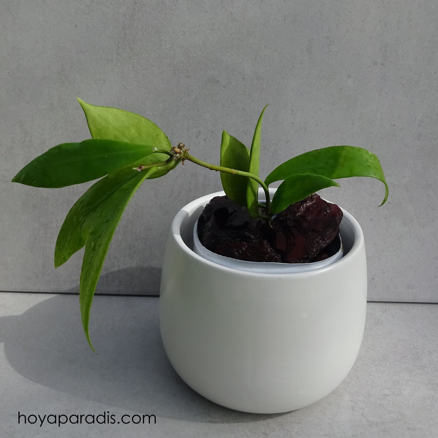 Bouture Hoya sp Ambon hoyaparadis.com Guadeloupe