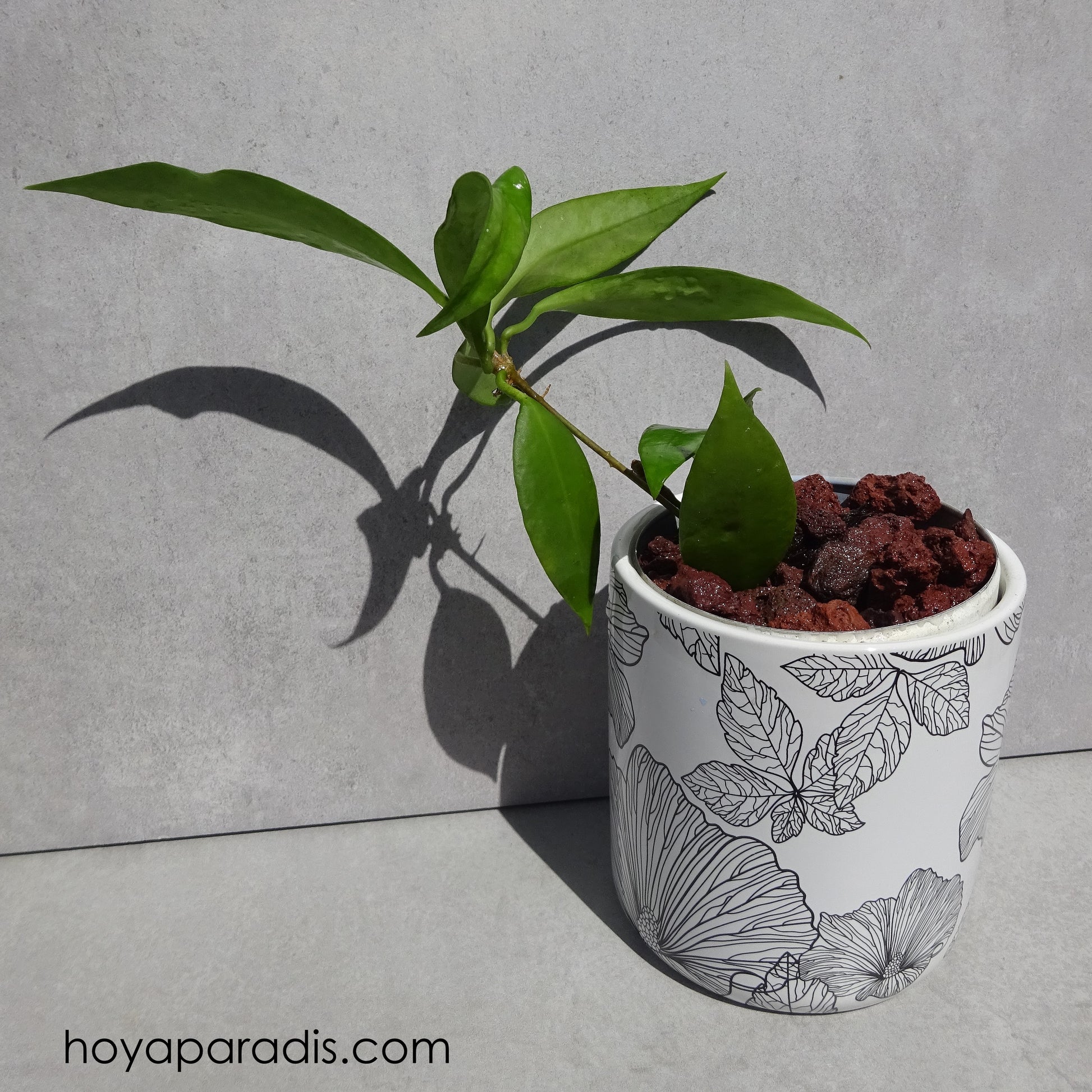 Bouture de Hoya sp Ambon – Hoya Paradis en Guadeloupe 