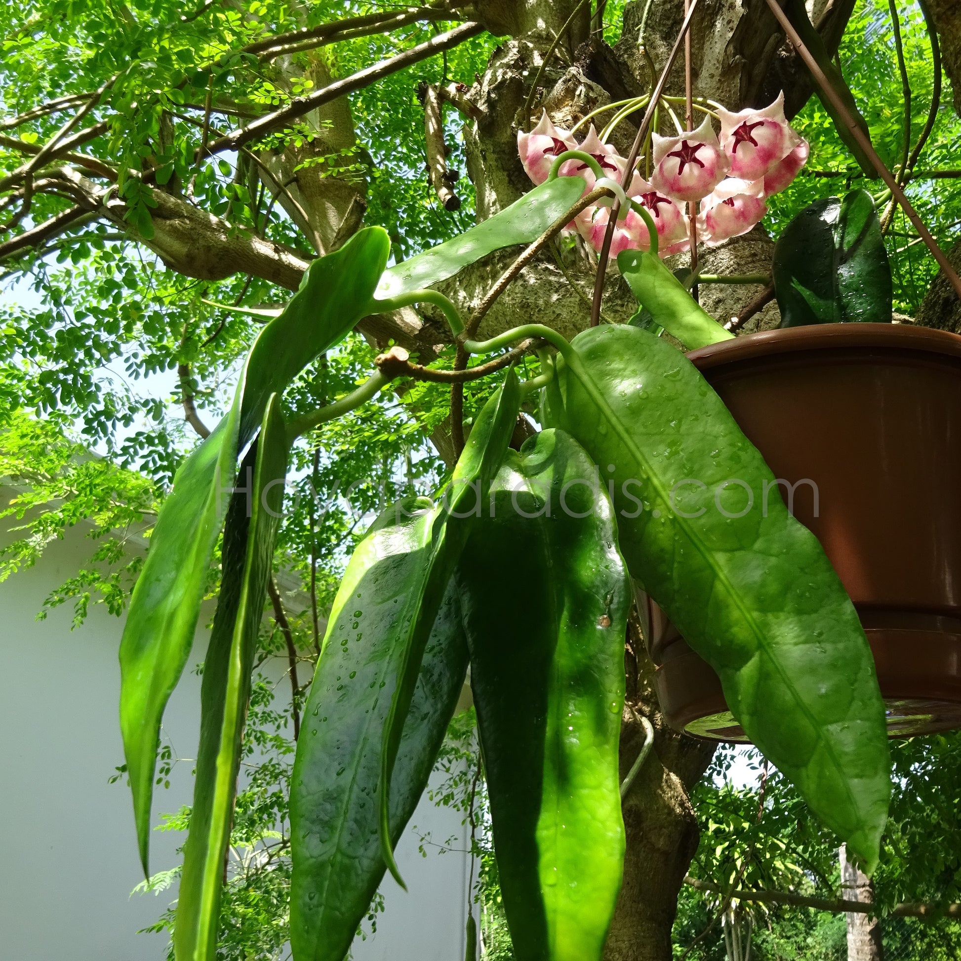 Plante Hoya archboldiana pink Hoyaparadis.com Guadeloupe