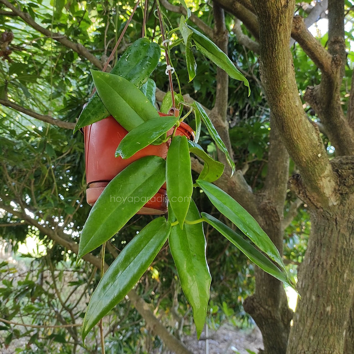 Plante Hoya archboldiana white hoyaparadis.com Guadeloupe