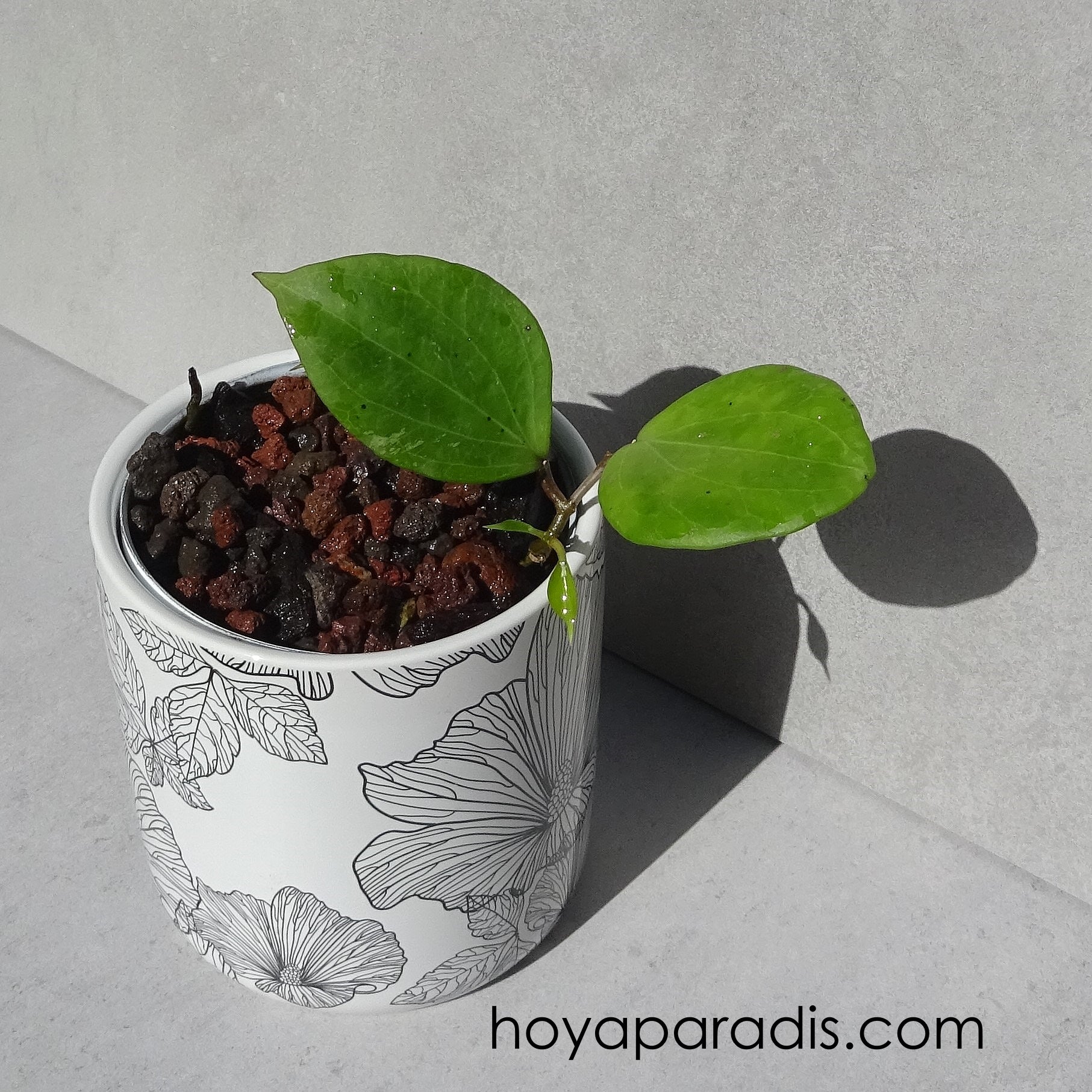 Bouture Hoya balaensis splash  (rare) hoyaparadis.com Guadeloupe