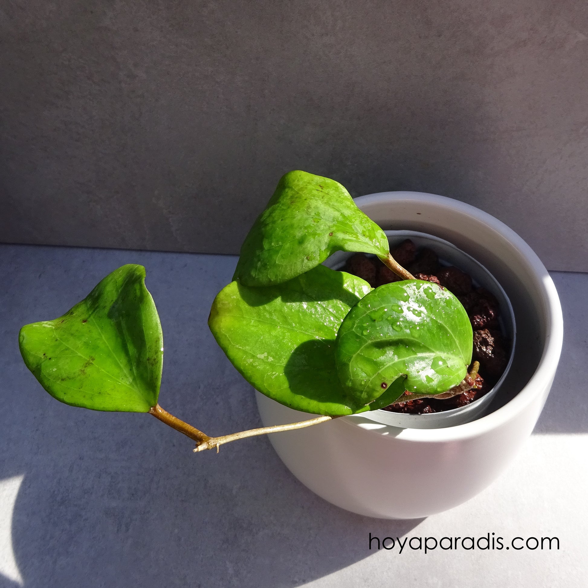 Bouture Hoya balaensis splash  (rare) hoyaparadis.com Guadeloupe