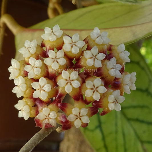 Hoya callistophylla long leaf