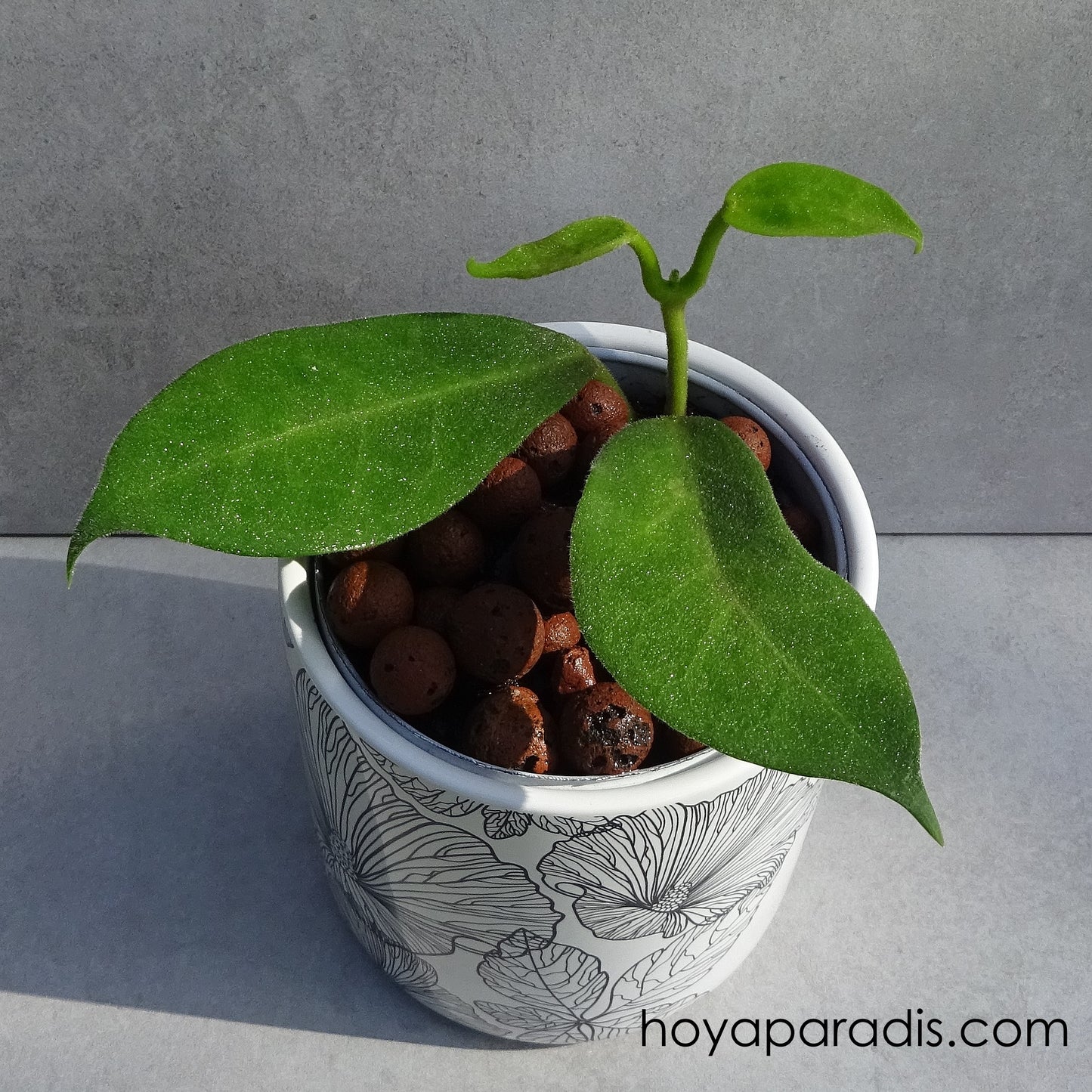 Bouture Hoya calycina hoyaparadis.com Guadeloupe