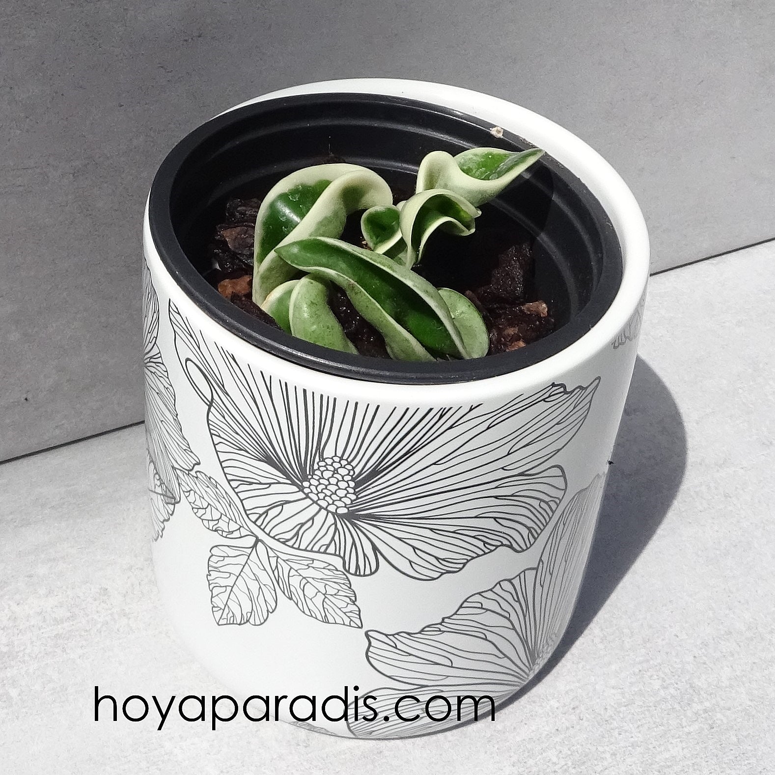 Bouture hoya carnosa compacta regalis albomarginata  hoyaparadis.com Guadeloupe