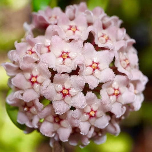 Fleur hoya carnosa compacta regalis albomarginata  hoyaparadis.com Guadeloupe