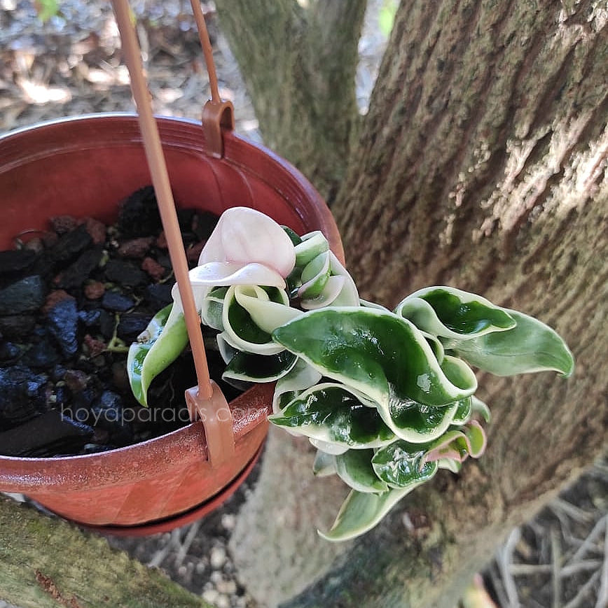 Plante Hoya carnosa compacta regalis albomarginata  hoyaparadis.com Guadeloupe