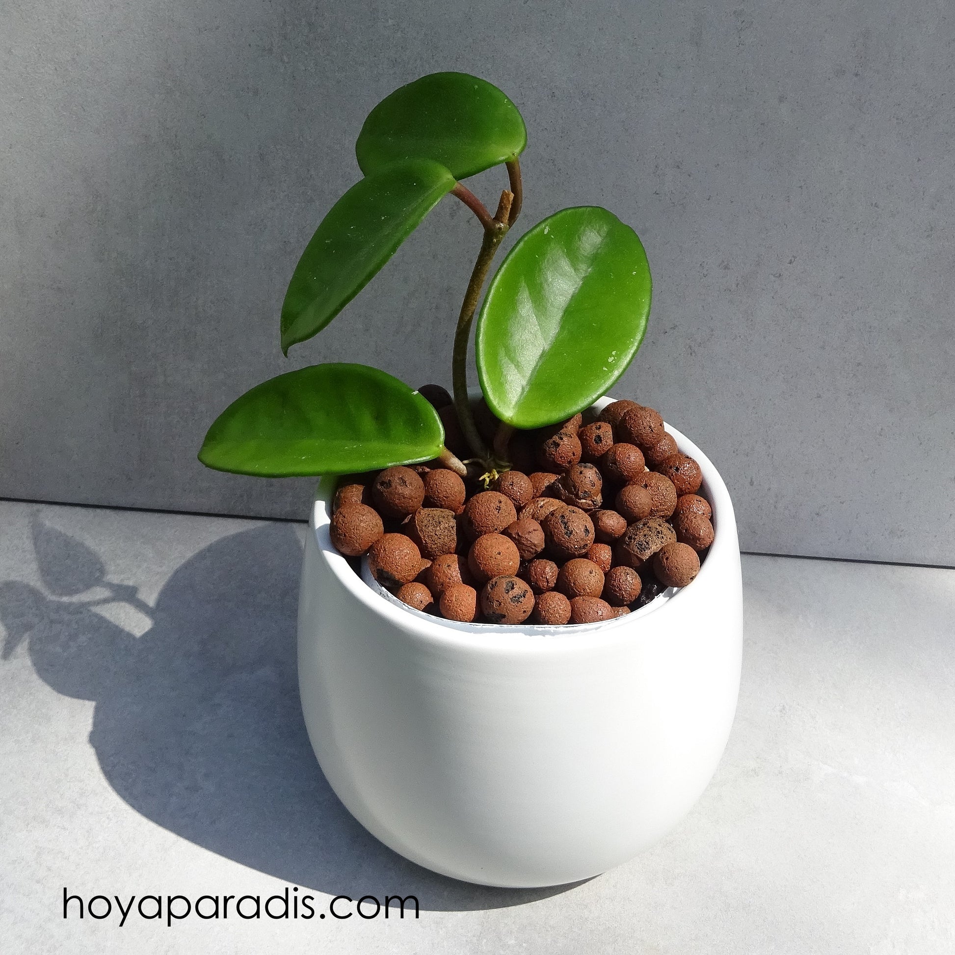 Bouture Hoya carnosa Freckles hoyaparadis.com Guadeloupe