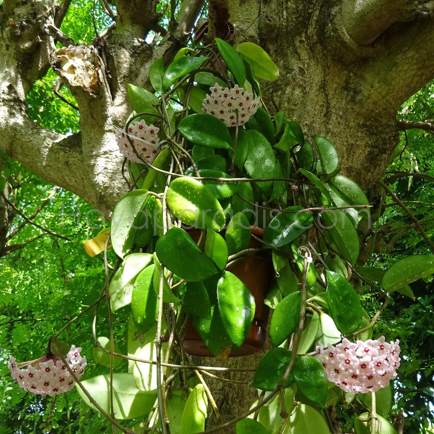 Plante Hoya carnosa Freckles Hoyaparadis.com Guadeloupe
