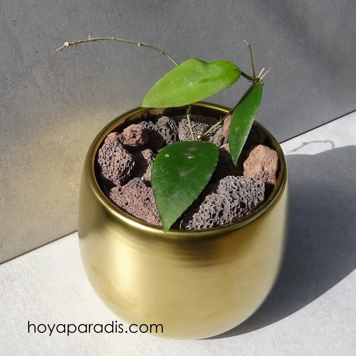Bouture Hoya caudata  Sumatra hoyaparadis.com Guadeloupe