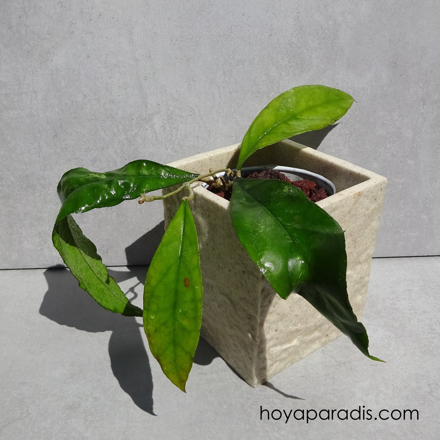 Bouture de Hoya sp Chicken Farm au feuillage luxuriant, plante tropicale exotique proposée par Hoya Paradis en Guadeloupe