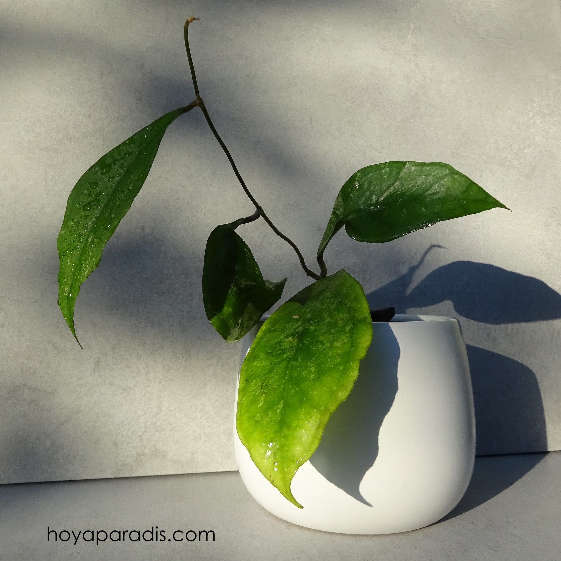 Bouture de Hoya sp Chicken Farm (Hoya finlaysonii x deykeae) au feuillage luxuriant, plante tropicale exotique proposée par Hoya Paradis en Guadeloupe