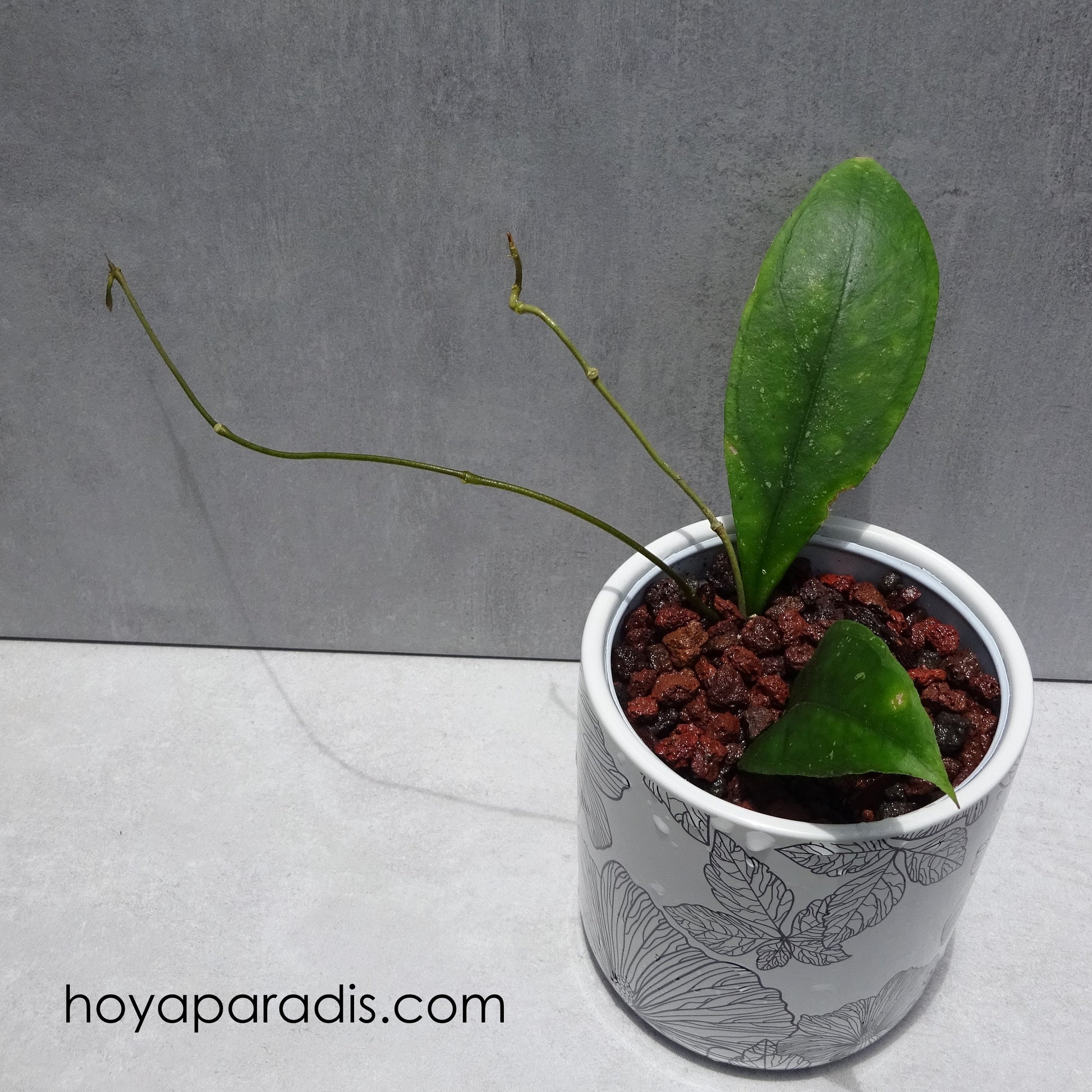 Bouture Hoya sp Chicken Farm (Hoya finlaysonii x deykeae) hoyaparadis.com Guadeloupe