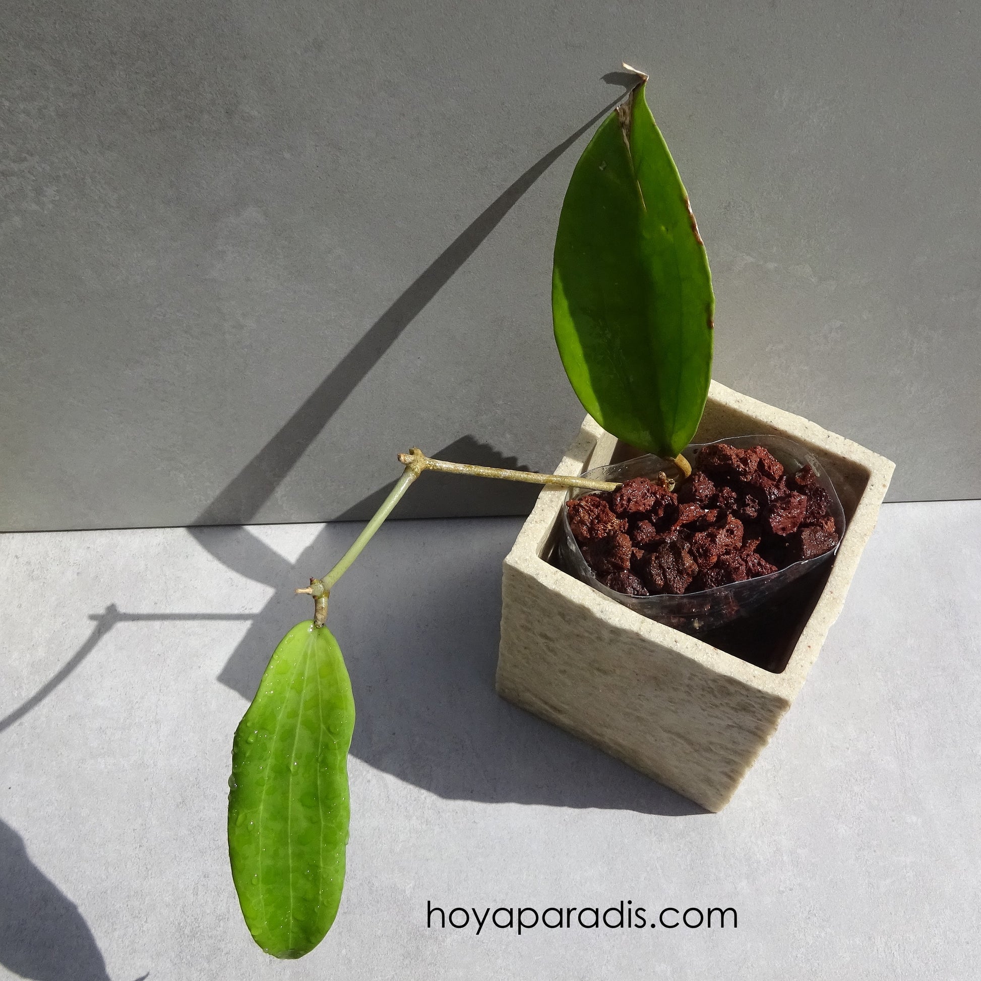 Bouture Hoya cinnamomifolia (rare) hoyaparadis.com Guadeloupe