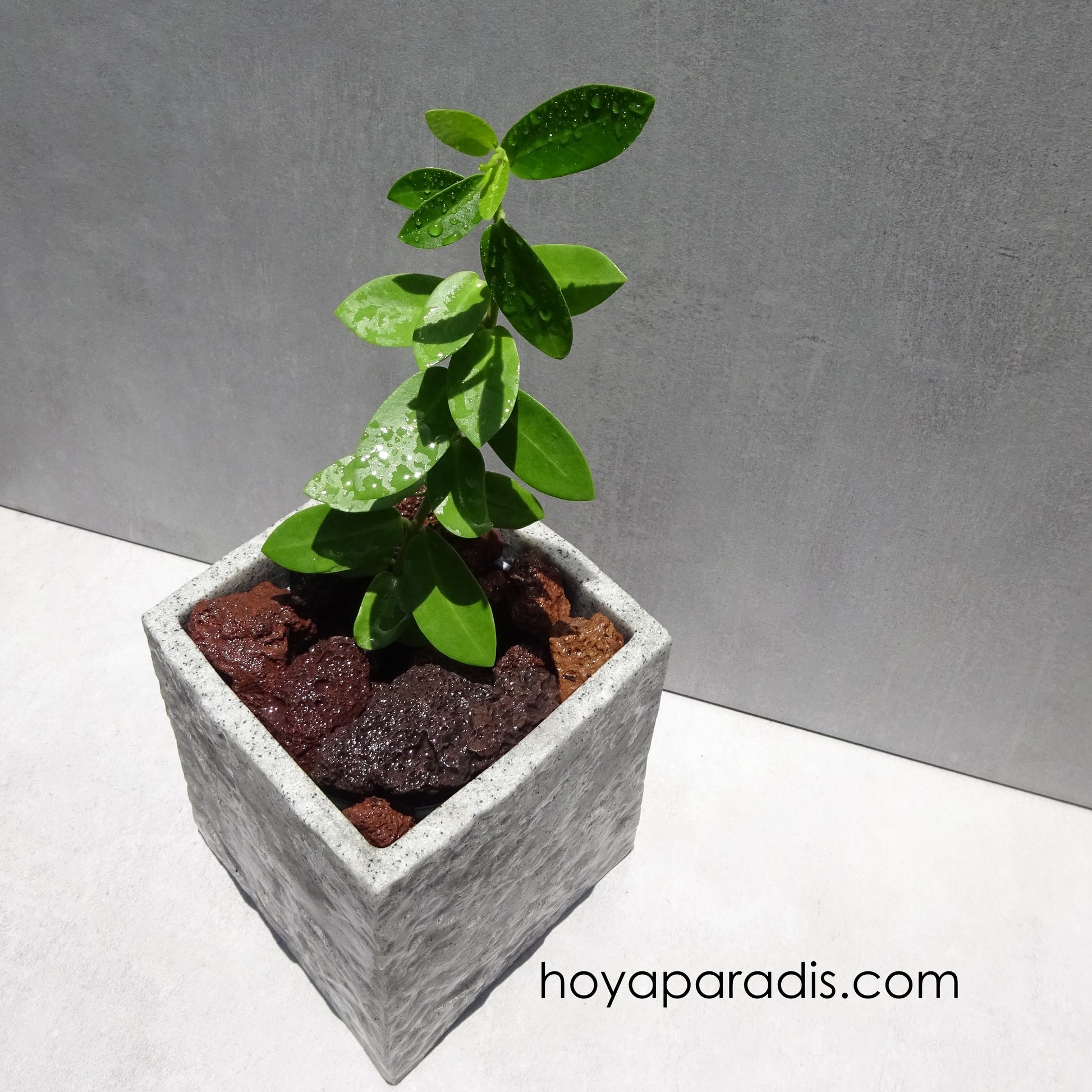 Bouture Hoya cumingiana hoyaparadis.com Guadeloupe