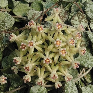 Fleur Hoya curtisii hoyaparadis.com Guadeloupe