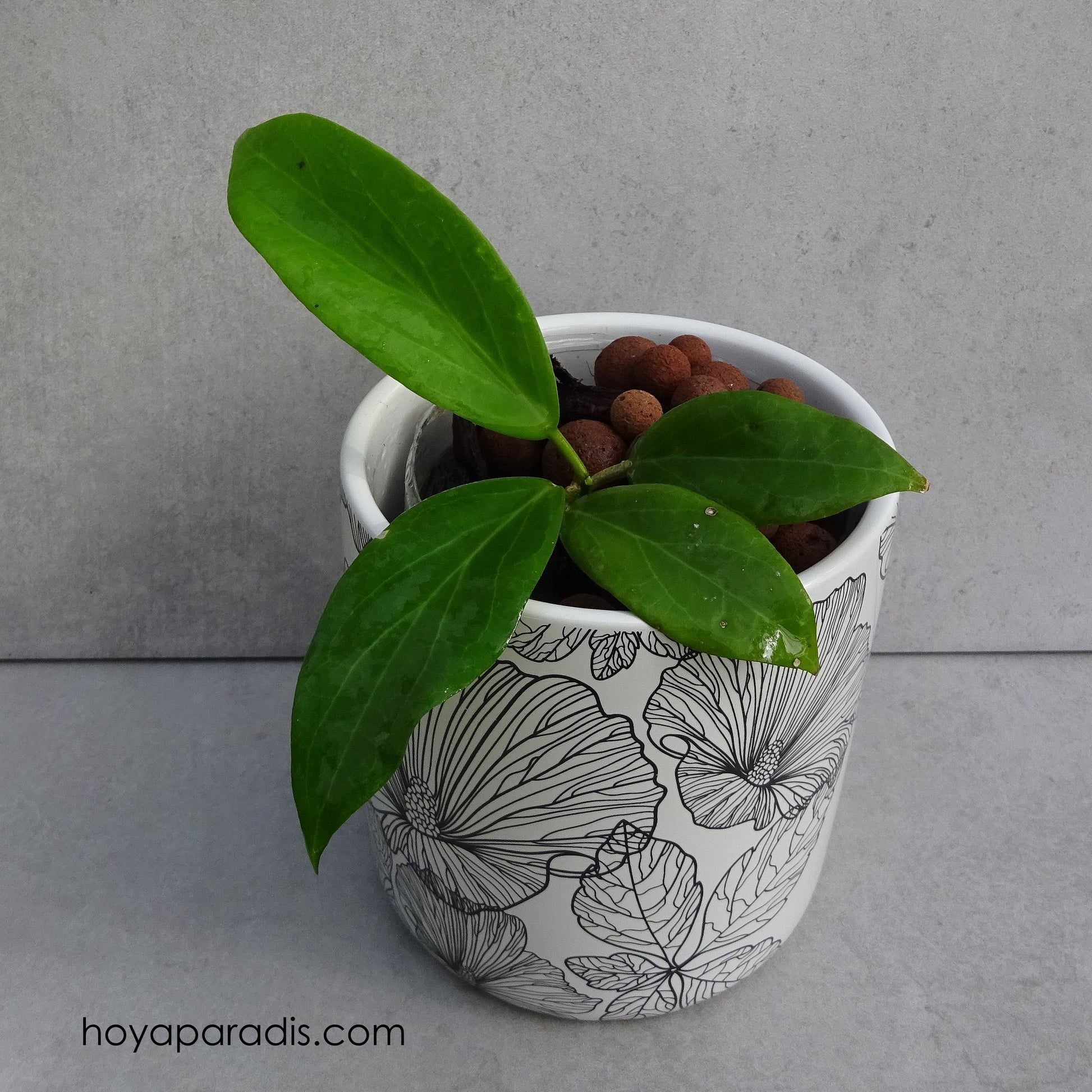 Bouture Hoya cutis porcelana hoyaparadis.com Guadeloupe