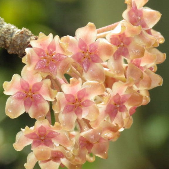 Fleur Hoya cv Joy hoyaparadis.com Guadeloupe