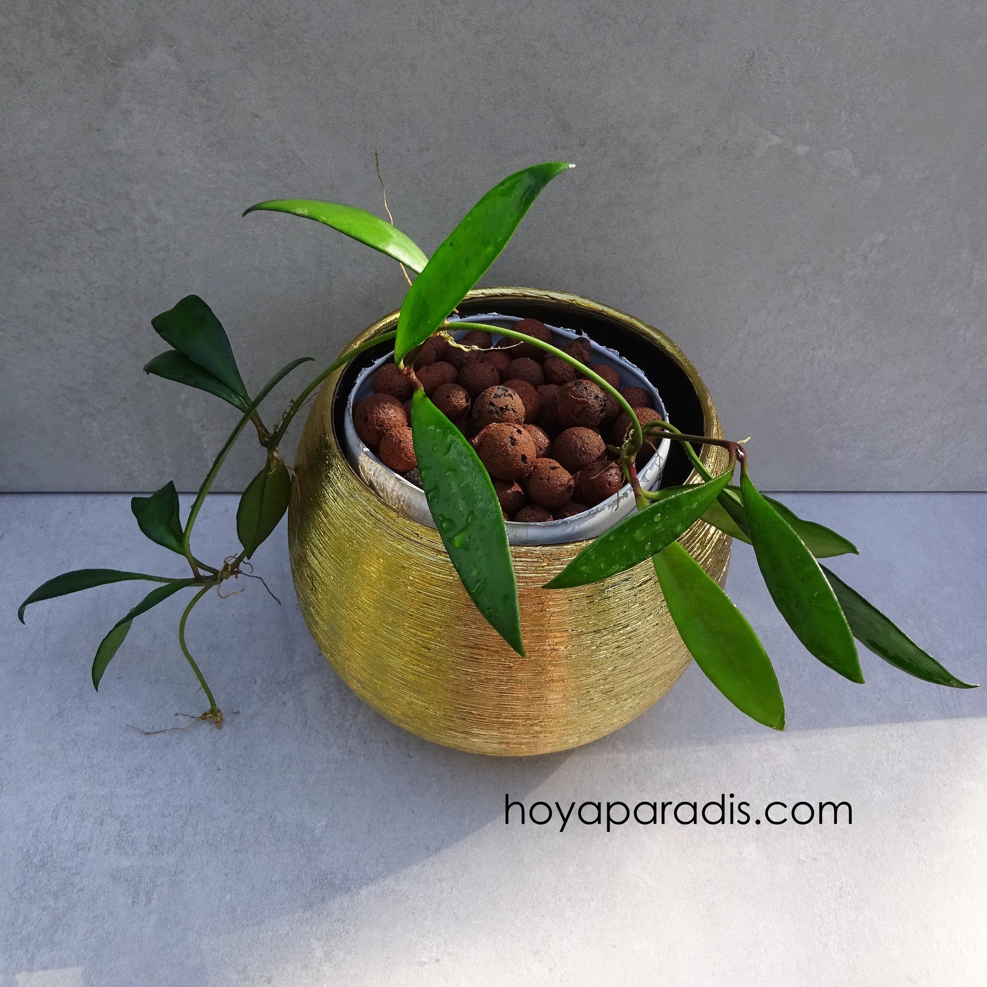 Bouture Hoya davidcummingii, proposée par Hoya Paradis en Guadeloupe