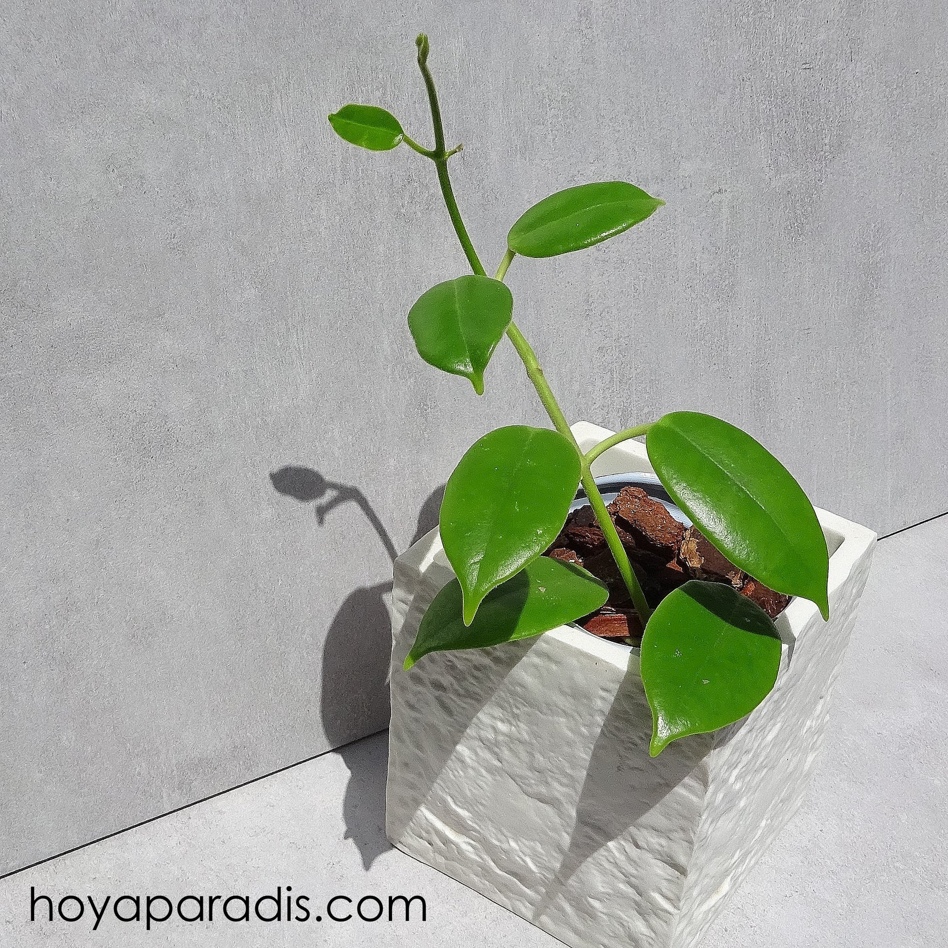 Bouture Hoya Eriostemma cv optimistic hoyaparadis.com Guadeloupe
