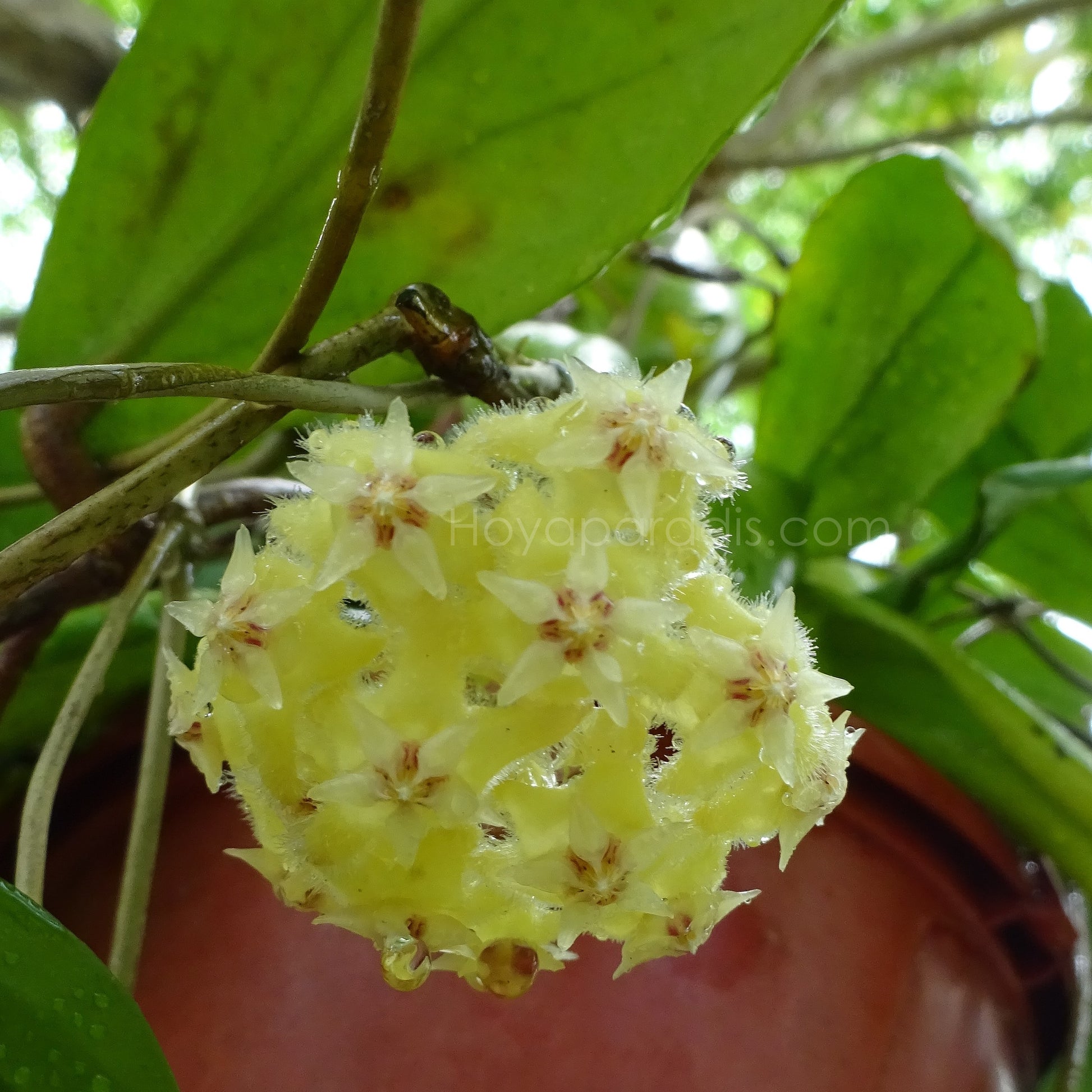 Fleur Hoya erythrina Bacho ou Bajo Hoyaparadis.com Guadeloupe