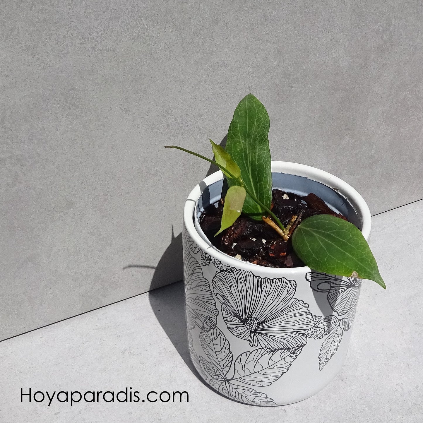Hoya fitchii