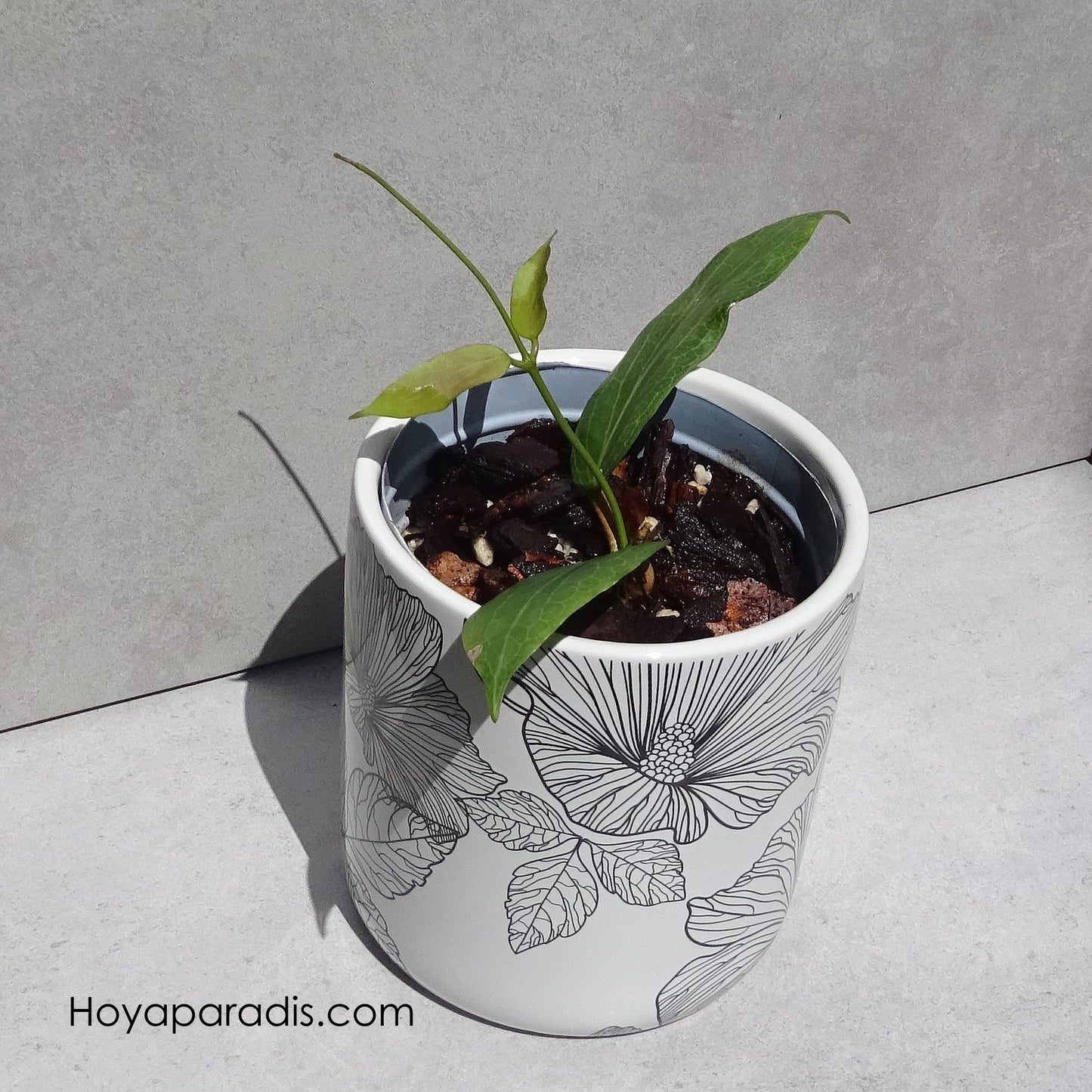 Hoya fitchii