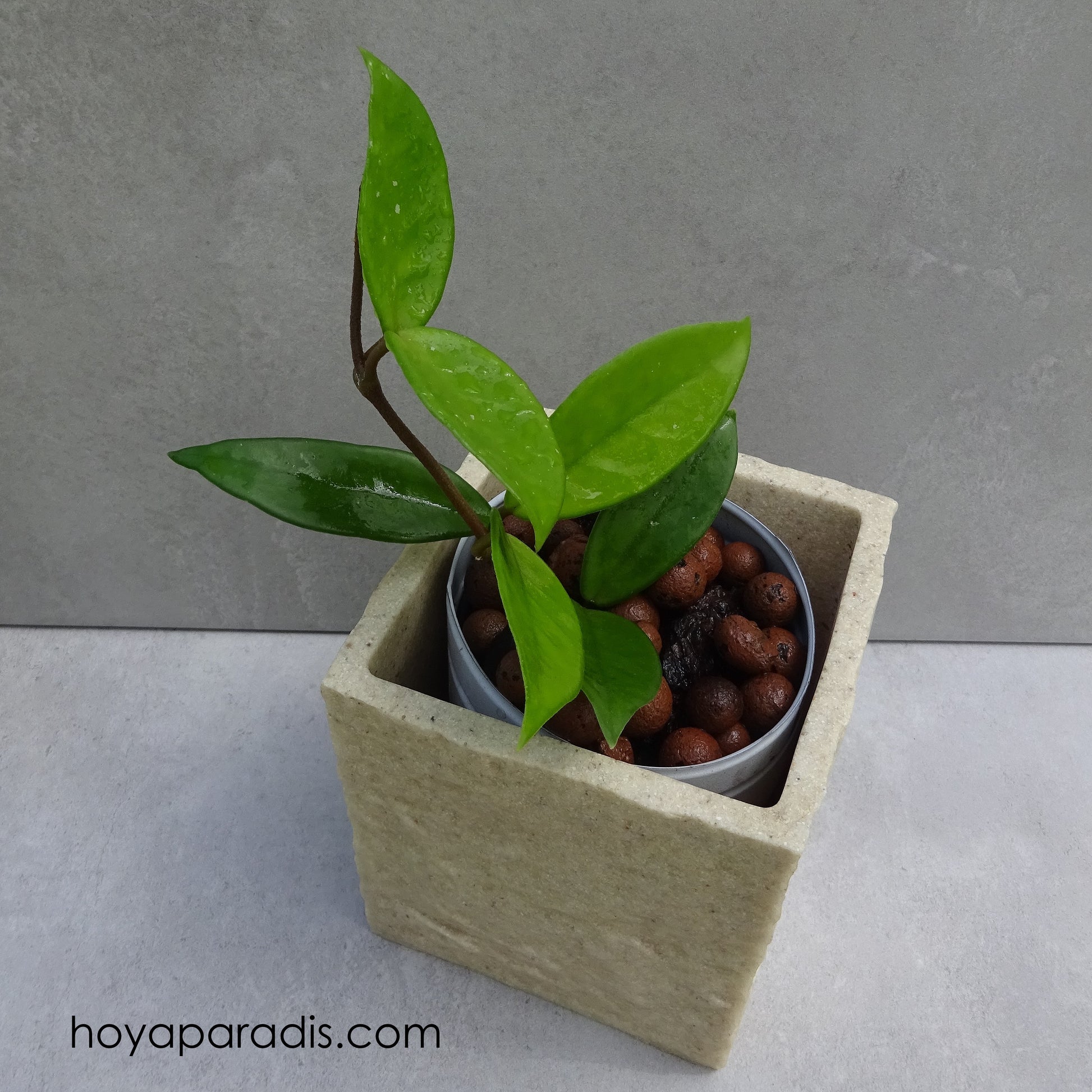 Bouture de Hoya carnosa Freckles hoyaparadis.com Guadeloupe