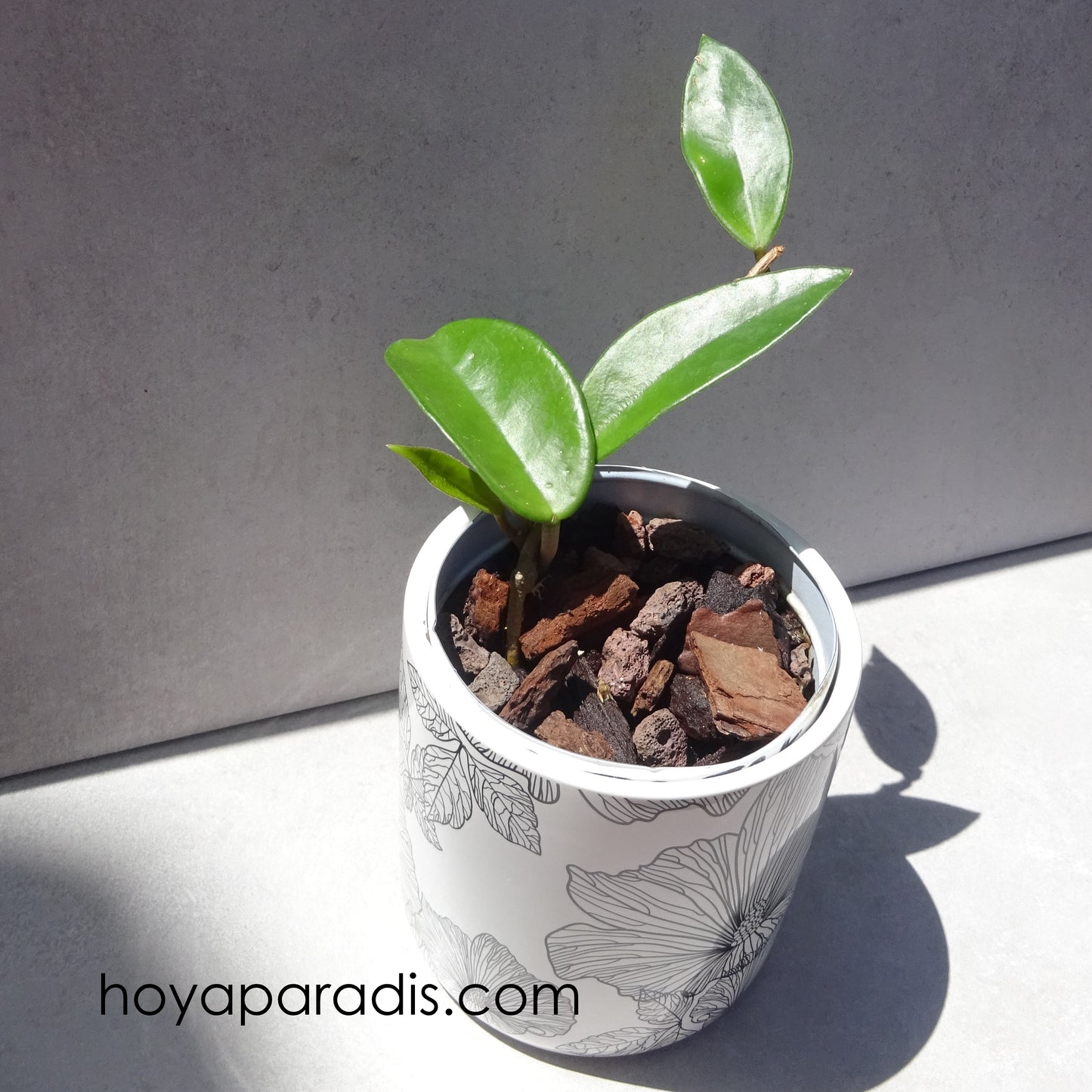 Bouture Hoya carnosa Freckles hoyaparadis.com Guadeloupe