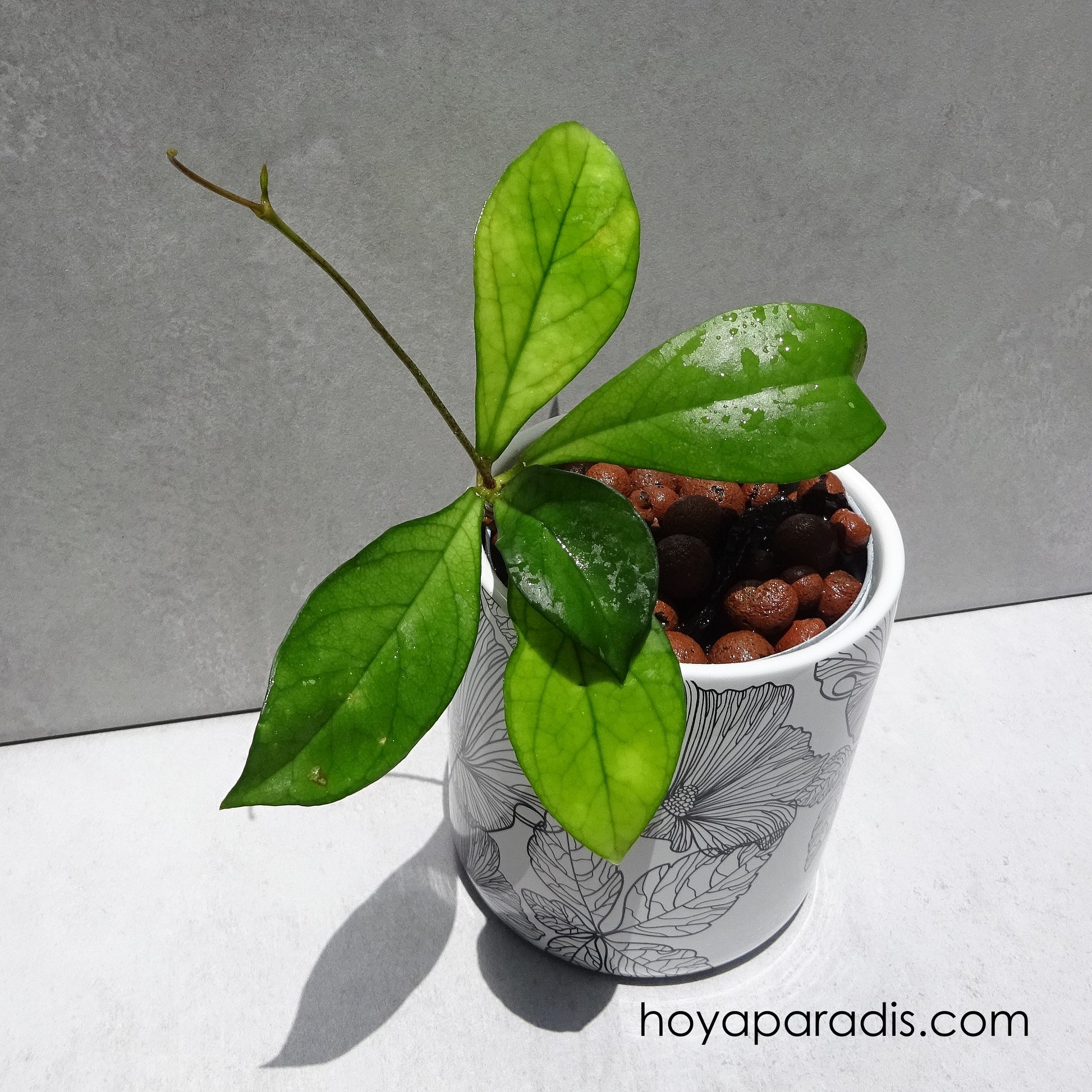 Bouture Hoya hainanensis Danang Vietnam hoyaparadis.com 