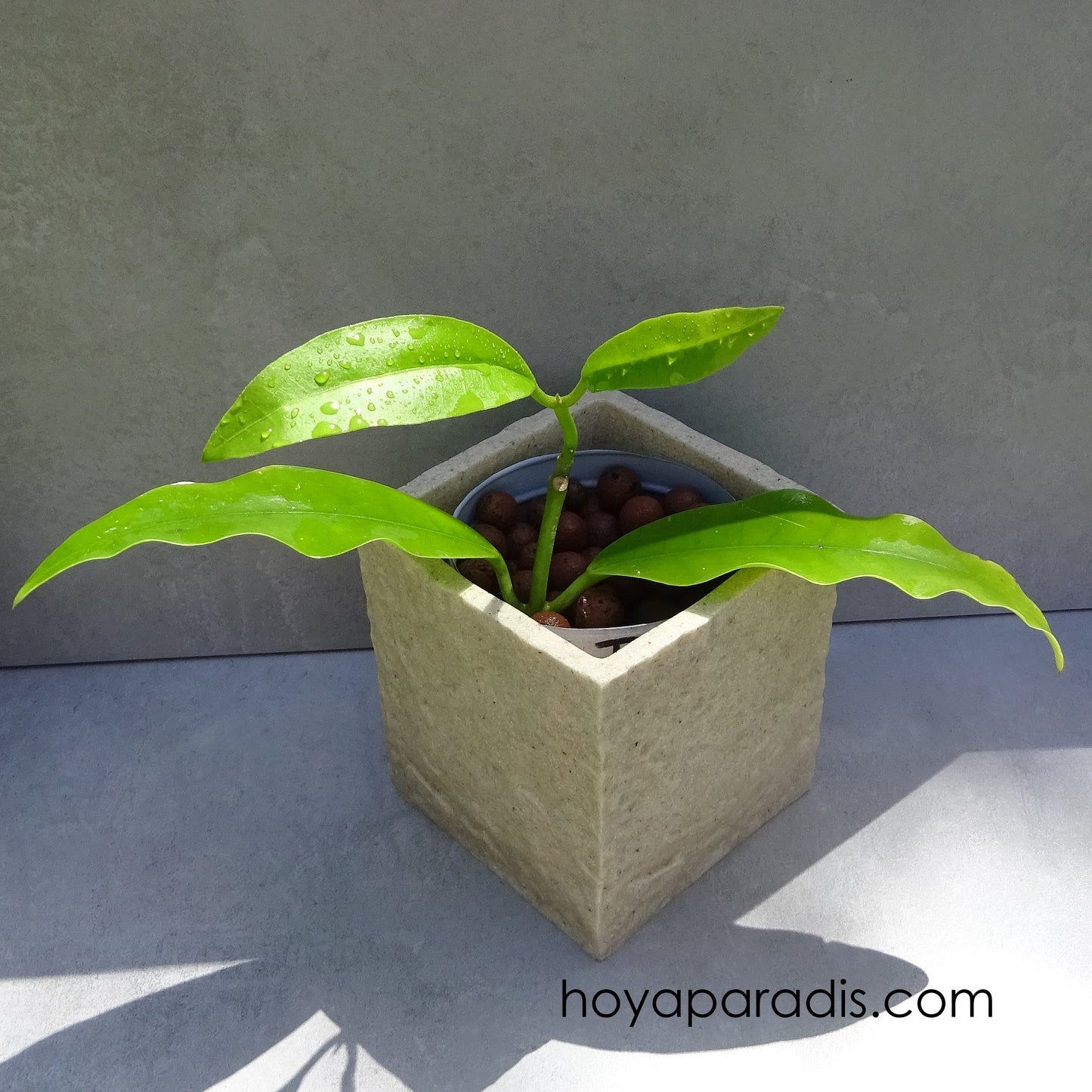 Hoya imperialis red