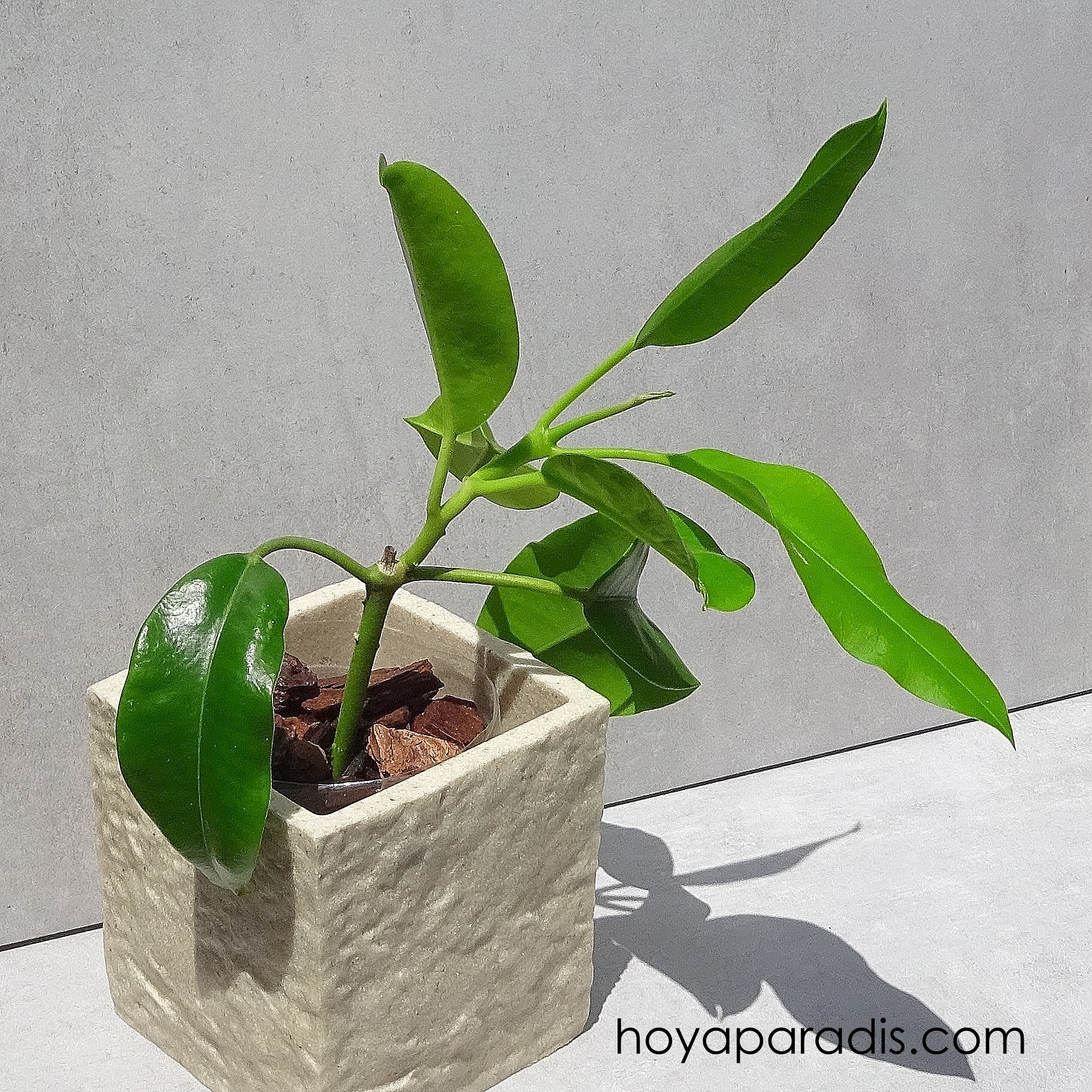 Bouture Hoya imperialis Palawan (rare) hoyaparadis.com Guadeloupe